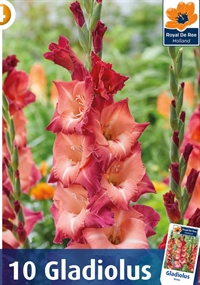 Gladiolus Ocaso